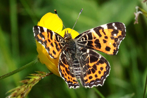 Landkärtchen (Frühlingsgeneration) - Araschnia levana; bei Karlsbad (G. Franke)