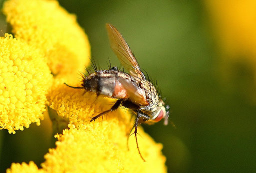 Bithia spreta (kein deutscher Name) - bei Karlsbad-Spielberg auf Rainfarnblüten (G. Franke, 11.08.2025) vielen Dank für die Bestimmungshilfe bei iNaturalist