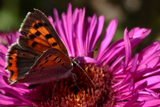 Kleiner Feuerfalter - Lycaena phlaea, Rote Liste für Baden-Württemberg in der Vorwarnstufe (G. Franke, bei Spielberg, September 2020)