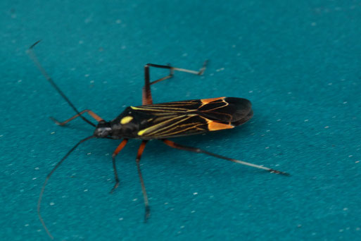 Prachtwanze - Miris striatus; Parkplatz bei Völkersbach am Waldrand- auf Motorhaube (G. Franke, 15.05.2020)