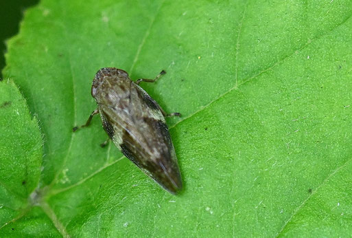 Erlen-Schaumzikade - Aphrophora alni; auf dem Blatt eines Johannisbeerstrauches bei Spielberg (G. Franke, 09.10.2025) vielen Dank für die Bestätigung bei iNaturalist (die Larven leben in Schaumnestern)