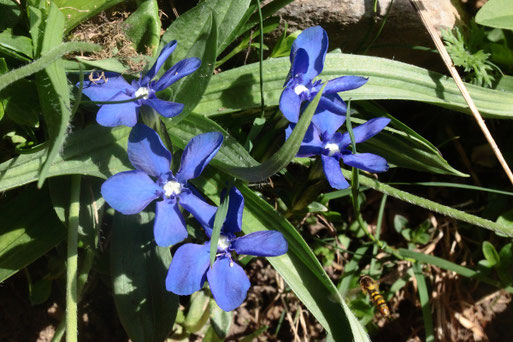 Frühlings-Enzian, Gentiana verna (G. Franke, 26.06.2019)