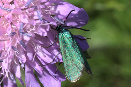 Ampfer-Grünwidderchen - Adscita statice; Streuobstwiese südlich von Spielberg (G. Franke)