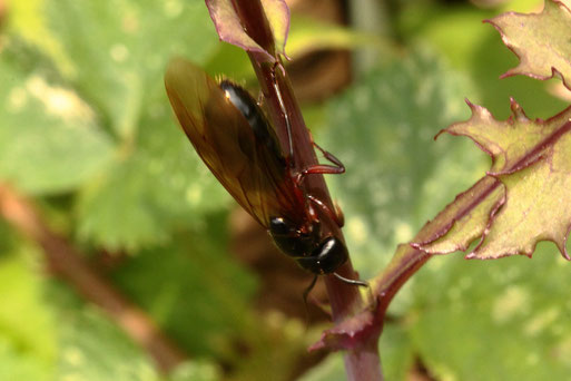 Große Wiesenameise - Formica pratensis; bei Dobel (G. Franke, 27.05.2018)