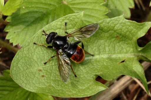 Hundeschnauzen-Schwebfliege - Blera fallax; am Waldwegrand; eine seltene Schwebfliegenart (G. Franke, 01.06.2022)