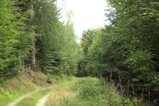 lohnenswerte Kurzwanderung rund um den Aizenberg am Käpple zwischen Bad Herrenalb und Loffenau, ca. 650 m. ü. NN (G. Franke, 05.07.2020)