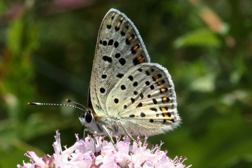 Brauner Feuerfalter - Lycaena tityrus; Blütenbesuch bei Karlsbad-Spielberg (G. Franke, 14.07.2020)