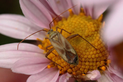 Gemeine Zierwanze - Adelphocoris lineolatus; Garten bei Spielberg (G. Franke, 25.09.2019)