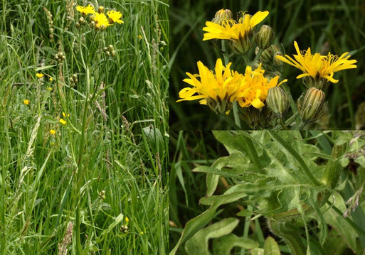 Wiesen-Pippau - Crepis biennis; Streuobstwiese südlich von Spielberg (G. Franke, 12.05.2022)