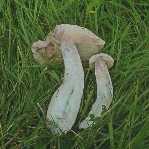 Bild 2 – Zwei Exemplare, 15 Minuten nach dem Durchschneiden, weisen im Hut- und im oberen Stielbereich eine deuliche Rötung auf. Foto: B. Miggel.