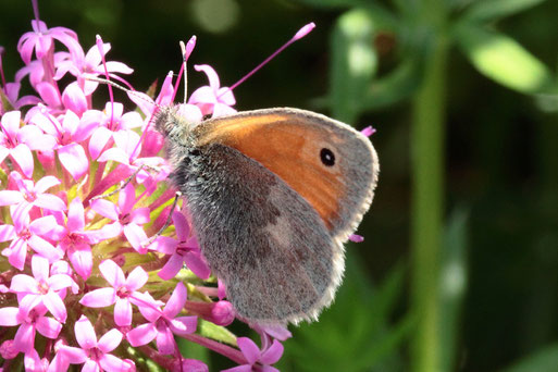 Kleines Wiesenvögelchen - Coenonympha pamphilus (G. Franke, 02.06.2020, Spielberg)