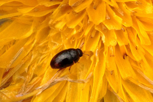 Glattkäfer der Gattung Olibrus, ca. 2 mm lang, auf einer Löwenzahnblüte - Streuobstwiese südl. Spielberg (G. Franke, 27.04.2022) auch für kerbtier.de ging es an Hand des Fotos nur bis Olobrus spec. 