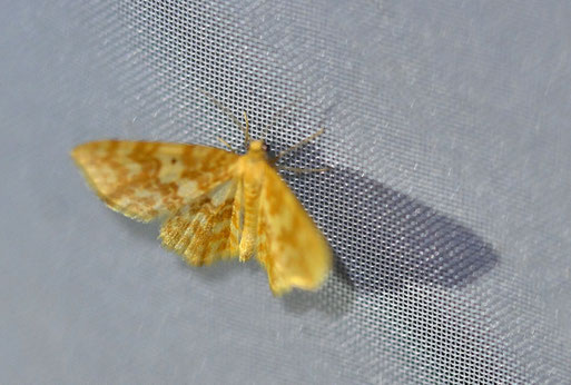 Gelbgestreifter Erlenspanner - Hydrelia flammeolaria; bei Karlsbad-Spielberg (G. Franke, 13.06.2026)