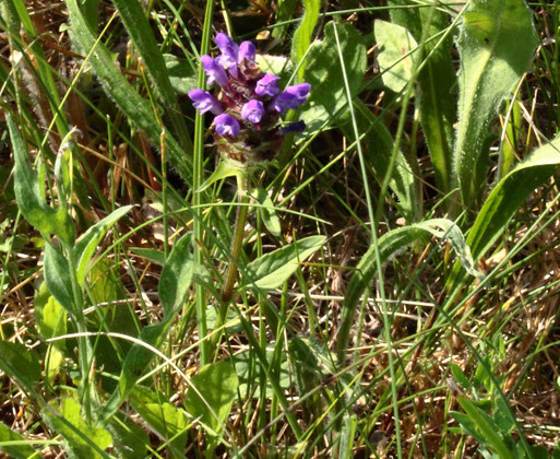 Kleine Braunelle (Gewöhnliche Braunelle) - Prunella vulgaris; Streuobstwiese bei Karlsbad-Spielberg (G. Franke, Juni 2022)