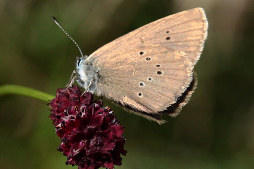 Dunkler Wiesenknopf-Ameisenbläuling - Maculinea nausithous; südlich von Spielberg auf den Blüten des Großen Wiesenknopfes (G. Franke, 28.07.2021)