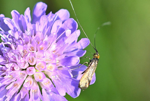 Witwenblumen-Langhornfalter - Nemophora metallica; auf den Blüten einer Acker-Witwenblume bei Karlsbad-Spielberg (G. Franke, 23.06.2026)