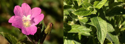 Rauhaariges Weidenröschen - Epilobium hirsutum; Streuobstwiesenrand am Weggraben südlich von Spielberg (G. Franke, 02.07.2022)