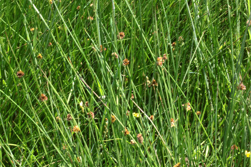 Knäuelbinse - Juncus conglomeratus, Streuobstwiesenrand - feuchte Senke;  südwestlich von Spielberg (G. Franke, 19.05.2022)