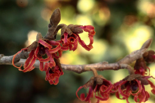 Zaubernuss - Hamamelis indet.; Karlsbad-Spielberg (G. Franke, 10.01.2021)