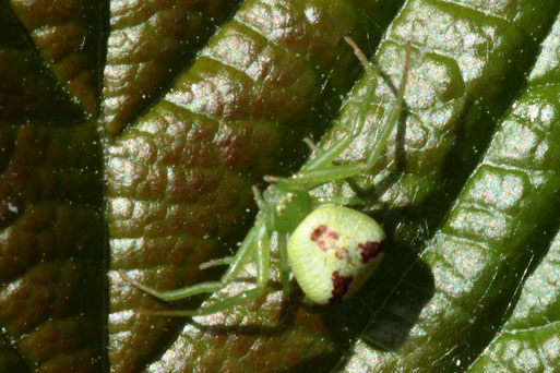Dreieck-Krabbenspinne - Ebrechtella tricuspidata; Streuobstwiese südwestlich von Spielberg (G. Franke, 31.05.2022)