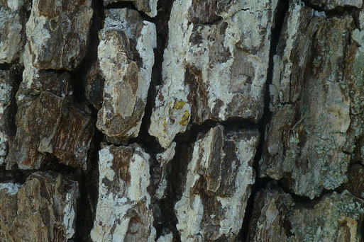 Weiße Blatternflechte – Phlyctis argena, als weißer Überzug auf der Rinde eines großen Birnbaums, Streuobstwiese bei Spielberg. Mit Kalilauge betupfte Stellen werden zuerst gelb, dann rot (B. Miggel, 23.03.2022)