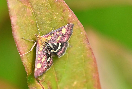 ein Purpurroter Zünsler ruht im Garten (G. Franke, 20.08.2025)