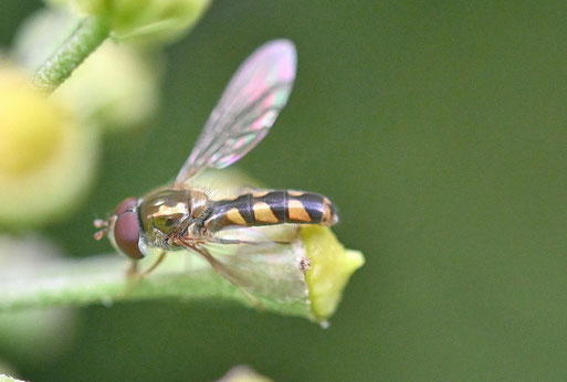 Goldhalsschwebfliege