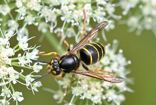 Mittlere Wespe - Dolichovespula media; Waldwegrand bei Karlsbad-Spielberg (G. Franke, 02.08.2025)