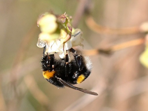 Erdhummel auf den Blüten der Winter-Heckenkirsche (G. Franke, 07.02.2026)