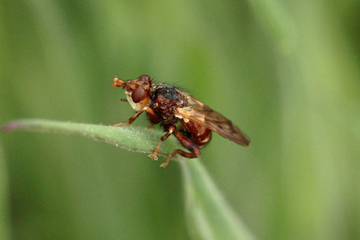Frühe Buckelblasenkopffliege - Myopa tessellatipennis; Streuobstwiese südl. von Spielberg (G. Franke, 05.05.2022)
