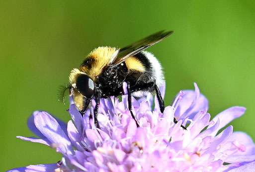 Hummel-Waldschwebfliege - Volucella bombylans, weiblich, auf den Blüten der Acker-Witwenblume (G. Franke, 29.05.2026, Karlsbad-Spielberg)