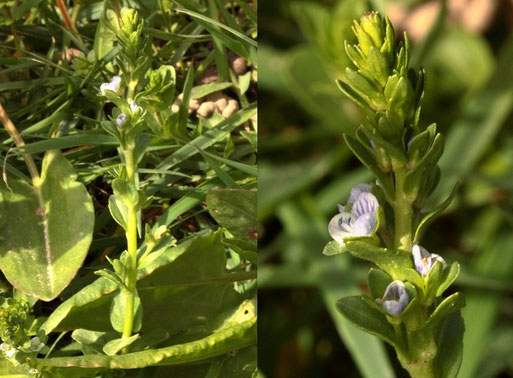 Quendelblättriger Ehrenpreis - Veronica serpyllifolia; aufblühend -  Streuobstwiese südlich von Spielberg (G. Franke, 12.04.2022)