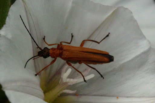 Echter Schenkelkäfer - Oedemera podagrariae; Karlsbad - am Ackerrand (G. Franke, 26.06.2021)