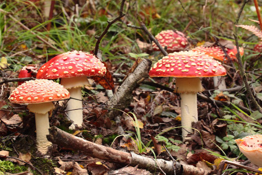 Fliegenpilze
