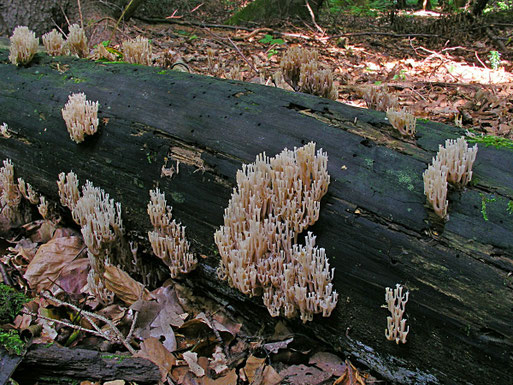 B. Miggel