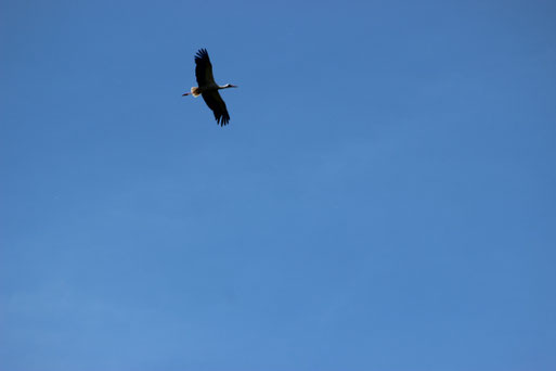 Weißstorch (Foto: E. Keßler)