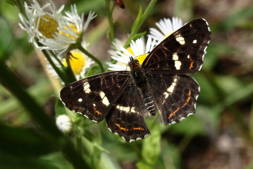 Landkärtchen (Sommergeneration) - Araschnia levana; Karlsbad (G. Franke) 