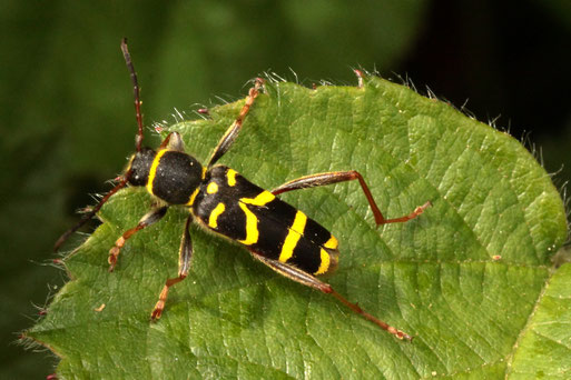 Echter Widderbock - Clytus arietis; Streuobstwiesenrand - Gebüschstreifen am Wald südwestlich von Spielberg (G. Franke, 31.05.2022)