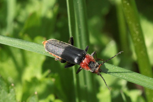 Gemeiner Weichkäfer - Cantharis fusca; Streuobstwiese südlich von Spielberg (G. Franke, 03.05.2022)