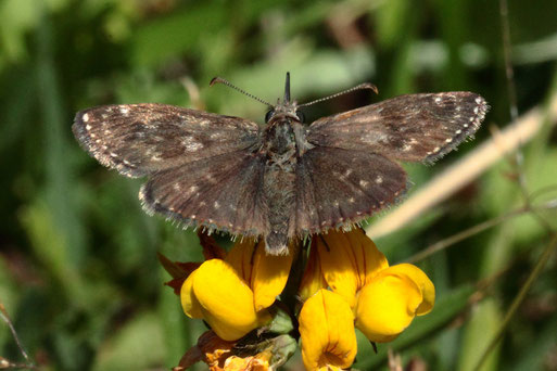 Kronwicken-Dickkopffalter - Erynnis tages; bei Karlsbad (G. Franke)