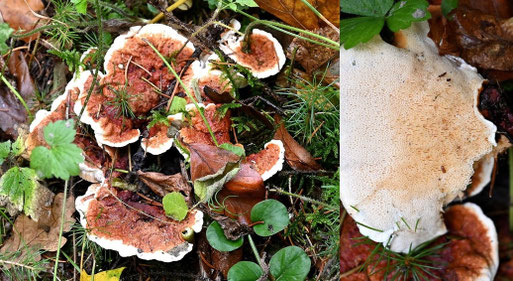 Kiefern-Braunporling - Phaeolus spadiceus; zwischen Karlsbad-Spielberg und K.-Ittersbach (G. Franke, 08.11.2023)