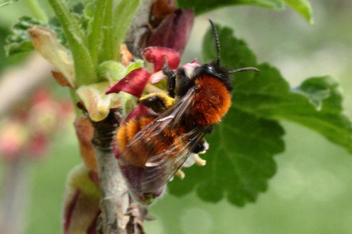 Rotpelzige Sandbiene - Andrena fulva, auf den Blüten der Jochelbeere,  Garten bei Spielberg (G. Franke, 15.04.2022)
