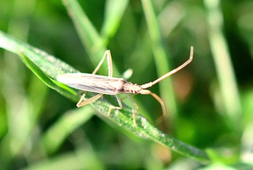 Glatte Grasweichwanze - Stenodema laevigata; Gartenwiese bei Karlsbad-Spielberg (G. Franke, 07.03.2026) ca. 6 - 8 mm lang; Danke für die Bestätigung bei iNaturalist