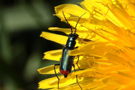 Zweifleckiger Zipfelkäfer - Malachius bipustulatus; Streuobstwiese südlich von Spielberg (G. Franke, 20.04.2022)