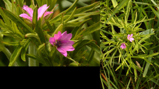 Schlitzblättriger Storchschnabel - Geranium dissectum; Ackerrand zwischen Langensteinbach und Auerbach (G. Franke, 27.05.2021)