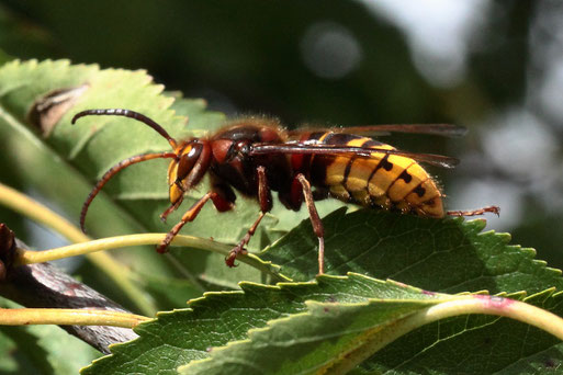 Hornisse - Vespa crabro, Drohne; Streuobstwiese südlich von Spielberg - im Kirschbaum (G. Franke, 10.09.2022)