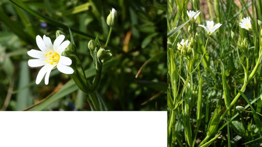 Echte Sternmiere - Stellaria holostea; Acker-Randstreifen zwischen Langensteinbach und Auerbach (G. Franke, 20.04.2021)