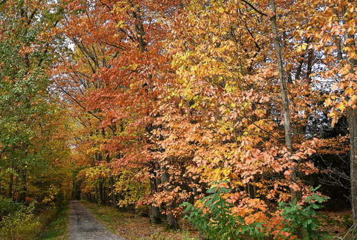 Herbstwald zwischen Karlsbad-Spielberg und K.-Ittersbach (G. Franke, 08.11.2023)