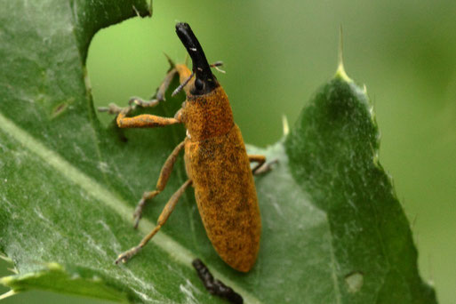 Welliger Stängelrüssler - Lixus angustatus; Waldwegrand bei Langenalb (G. Franke, 20.06.2021)