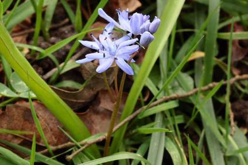 Zweiblättriger Blaustern - Scilla bifolia; die ersten blühenden Pflanzen sind am Rheindamm bei Neuburgweier zu sehen (G. Franke, 16.02.2020)